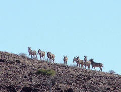 Equus zebra hartmannae