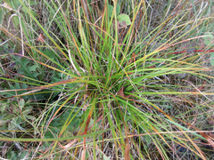 Carex cryptolepis