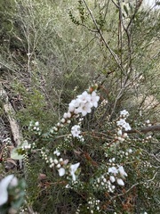 Epacris gunnii