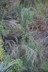 Indigofera gifbergensis