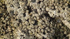 Chthamalus dentatus
