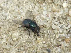 Eudasyphora