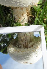 Macrolepiota zeyheri