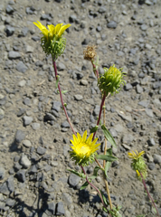 Grindelia nana