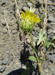 Grindelia nana