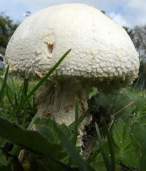 Macrolepiota zeyheri