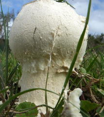 Macrolepiota zeyheri
