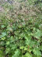 Heuchera glabra