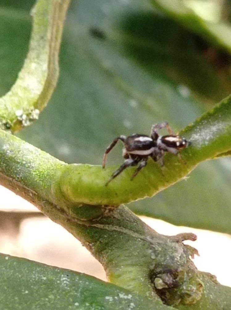 Nycerella melanopygia