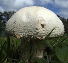 Macrolepiota zeyheri