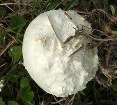 Macrolepiota zeyheri