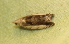 Epinotia ramella
