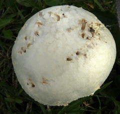 Macrolepiota zeyheri