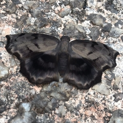 Achlyodes