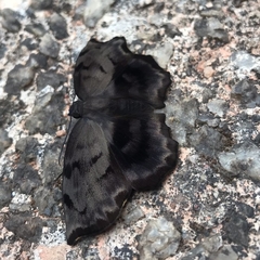 Achlyodes