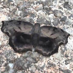 Achlyodes