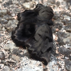 Achlyodes