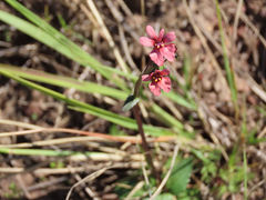 Nemesia floribunda