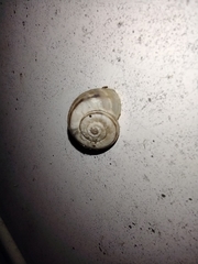 Xerolenta obvia