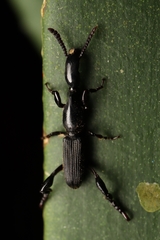 Cyphagogus