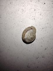 Xerolenta obvia