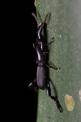 Cyphagogus