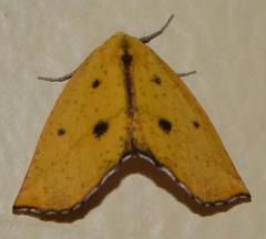 Drepanogynis algoaria