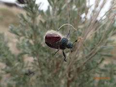 Paracotalpa granicollis