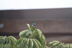 Cinnyris chalybeus chalybeus