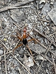 Leptomyrmex nigriventris