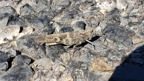 Pallid-winged Grasshopper photo 4