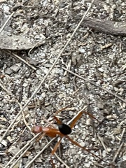 Leptomyrmex nigriventris