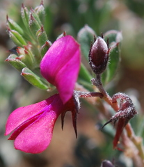 Indigofera esterhuysenae