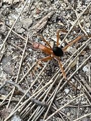 Leptomyrmex nigriventris