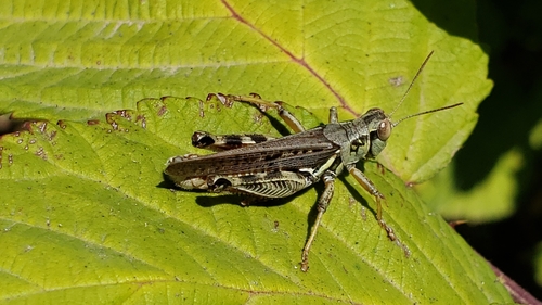 Red-legged grasshopper