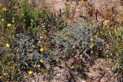 Indigofera esterhuysenae