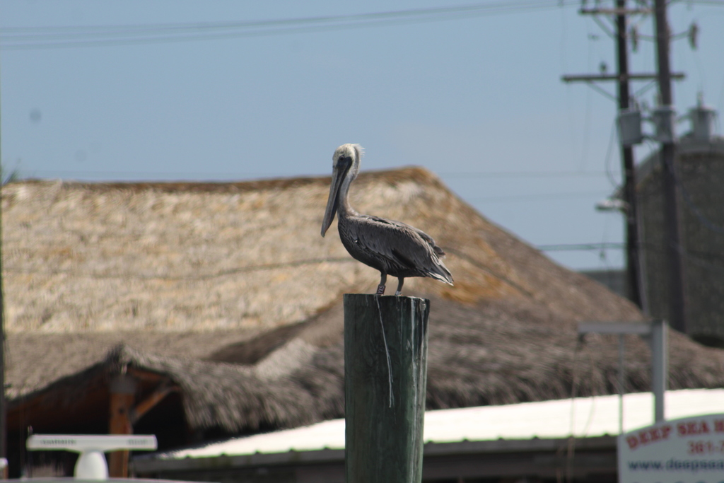 Brown Pelican from Port Aransas, TX, USA on September 08, 2021 at 02:56