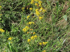 Senecio glutinosus