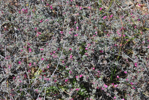 Image of Indigofera esterhuysenae by (c) Charles Stirton, some rights reserved (CC BY-SA)