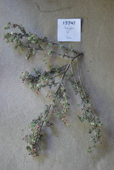 Indigofera esterhuysenae