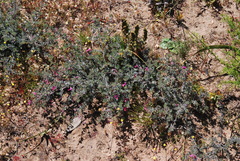Indigofera esterhuysenae