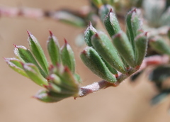 Indigofera esterhuysenae