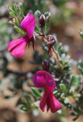 Indigofera esterhuysenae