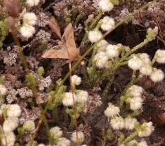 Erica senilis