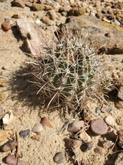 Sclerocactus cloverae