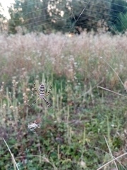 Argiope bruennichi