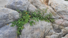 Pectis multiflosculosa