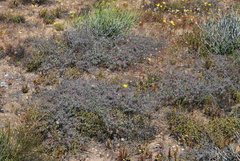 Indigofera esterhuysenae