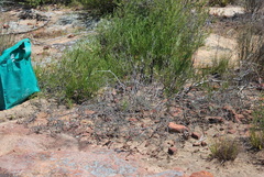 Indigofera esterhuysenae