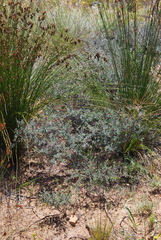 Indigofera esterhuysenae